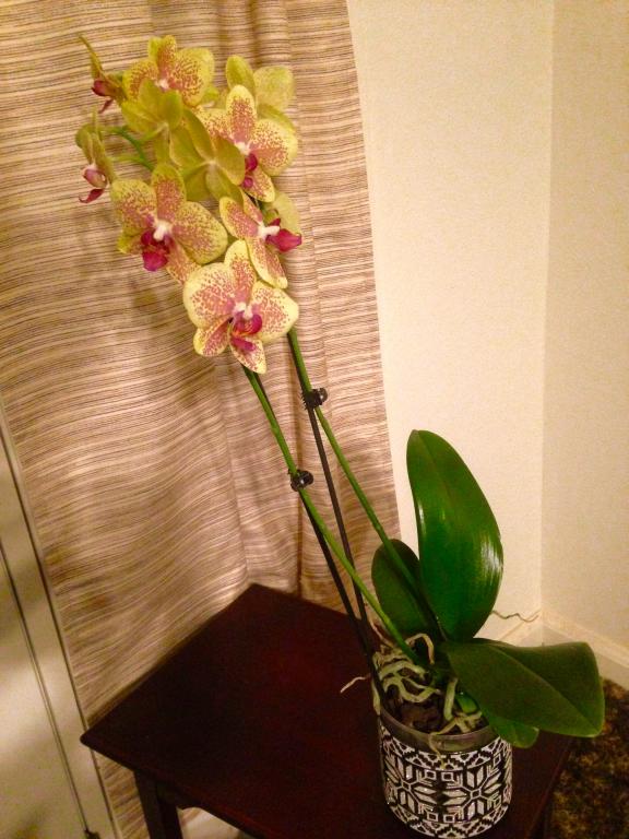 TIP: Stabilizing top heavy orchids while complementing their beautiful  blooms! - Orchid Board - Most Complete Orchid Forum on the web !