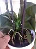 Advice rescuing Phal exposed to cold - limp leaves-orchid-1-jpg