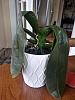 Advice rescuing Phal exposed to cold - limp leaves-orchid-2-jpg