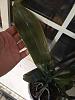 Advice rescuing Phal exposed to cold - limp leaves-leaf-jpg
