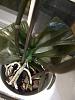 Advice rescuing Phal exposed to cold - limp leaves-plant-jpg