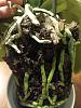 Advice rescuing Phal exposed to cold - limp leaves-roots-jpg