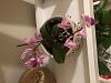 Gifted an Orchid &amp; Afraid to Touch It, Need Help!-e968902e-a859-41fc-94ee-8e3c29ccbea9-jpg