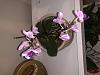 Gifted an Orchid &amp; Afraid to Touch It, Need Help!-6c733c3d-4e7b-4968-a271-3638f691c50e-jpg
