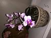 Gifted an Orchid &amp; Afraid to Touch It, Need Help!-33d3cb82-4541-445e-9e1f-b5f48f3186b8-jpg