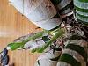 Catasetum - To water or not to water ?-15506089416286618692359684622290-jpg