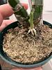 Catasetum orchids with new growth and potting question-c6cdcded-08a4-4e6b-8758-6cc7bbaf7873-jpg