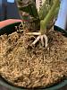 Catasetum orchids with new growth and potting question-777201d5-69db-4ff1-914c-06fd5b729ac9-jpg