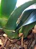 Phalaenopsis: Lots of leaves and new air roots!-orchida-jpg