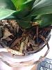 Phalaenopsis: Lots of leaves and new air roots!-orchidd-jpg