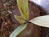 Platycerium reginae wilhelminne--looks bad, pale and some spots on leaves-20190220_143330-jpg