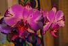 Two different colored flower spikes on same Phal?-dscf3328_opt-jpg