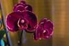 Two different colored flower spikes on same Phal?-dscf3329_opt-jpg