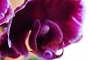 Two different colored flower spikes on same Phal?-dscf3332-jpg
