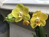 Help in identify these two Phal.-img_7370-jpg