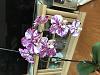Help in identify these two Phal.-img_4002-jpg
