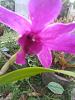Orchid colorful-img_20190226_171819-jpg