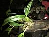 Bulbophyllum falcatum (green form) spiking-a4ad8464-7d91-4c8c-aef6-e5f1882a8873-jpg