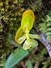 Green Orchid Colombia ID Please-dsc04913_filtered-jpg