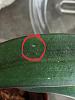 Help with spots and patches on my orchids-img-1395-jpg