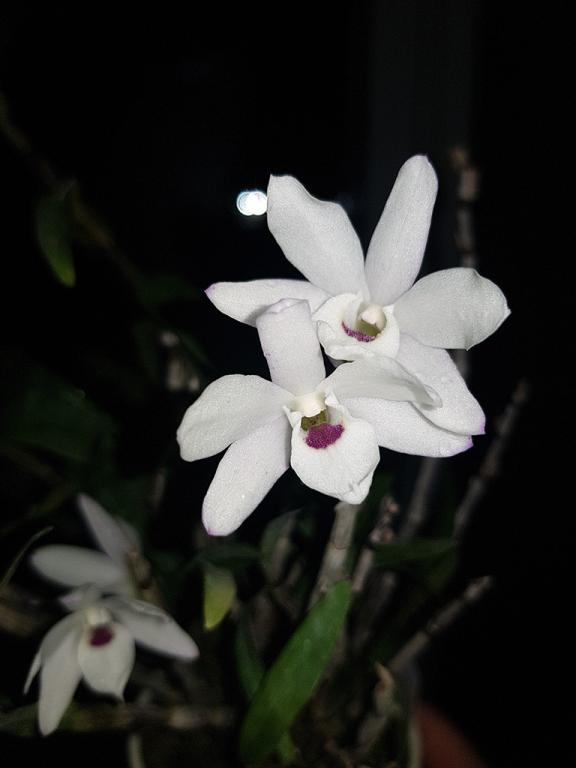 Dendrobiums in bloom.-den-monil-tenshikou-jpg