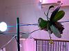 Do I need supplemental lighting for my phalaenopsis orchids?!-img_0709-jpg
