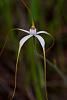 What is the best mount for a spider orchid?-coastal-white-spider-orchid-1-1-jpg