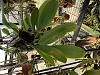 Bulbophyllum Grandiflorum-21d90088-004a-41f9-93b8-8f5a39511b32-jpg