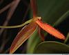 Bulbophyllum mystax and pyroglossum smell-pyrog003-jpg