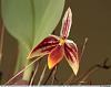 Bulbophyllum mystax and pyroglossum smell-mysta003-jpg