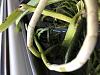 Vanda orchid cracked roots-0725b809-e4f7-4469-840f-0038d7a6bcc2-jpg