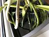 Vanda orchid cracked roots-1db85851-8ecb-4745-bc89-f69aaa58715b-jpg
