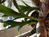Catasetum - To water or not to water ?-20190317_102948-jpg