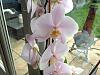 Orchid ID for a total beginner-image-jpg