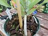 Repotting Angraecum Sesquipedale-angses2-jpg