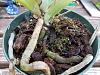 Repotting Angraecum Sesquipedale-angses3-jpg