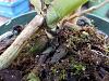 Repotting Angraecum Sesquipedale-angses4-jpg