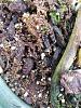 Repotting Angraecum Sesquipedale-angses5-jpg