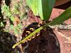 Bulbophyllum Falcatum-43c96aa6-75ef-4a5a-ba47-d114040c5e82-jpg