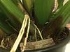Brassia Maculata with Browning Pseudobulbs-now1-jpg