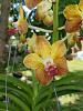 2 more orchids and tillandsia pups!-tannins2-jpg