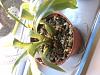 Maxillaria Xanthina - Beginners problems-img_2941-jpg