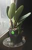 My first Cattleya from ebay-8c03b931-0b2d-4418-a2bd-80badbe59cfc-jpg