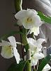 Need Dendrobium ID-orchid1-jpg