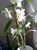Need Dendrobium ID-orchid2-jpg