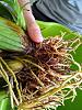 Brassia Maculata with Browning Pseudobulbs-repotting1-jpg