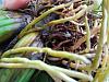 Brassia Maculata with Browning Pseudobulbs-repotting2-jpg
