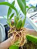 Brassia Maculata with Browning Pseudobulbs-repotting3-jpg