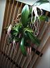 Bulbophyllum longissium-3d41971e-09e6-46a7-b20c-0da6a9983fae-jpg