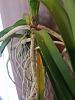 Vanda - leaf turns yellow and brown. Because of the damage?-20190412_180806_resized-jpg